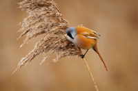 Sykorice vousata - Panurus biarmicus - Bearded Reedling o4115